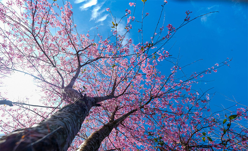 Розовый цвет тайской сакуры среди плато Лангбианг ảnh 4