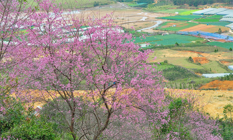 Розовый цвет тайской сакуры среди плато Лангбианг ảnh 6
