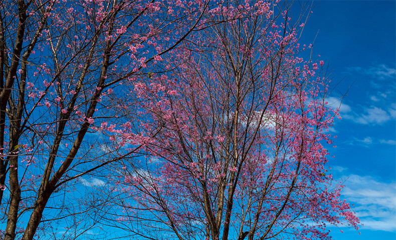 Розовый цвет тайской сакуры среди плато Лангбианг ảnh 7