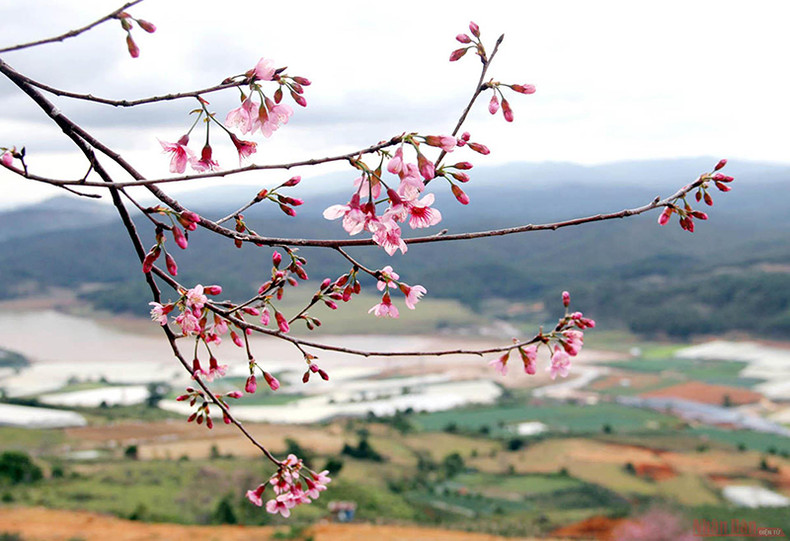 Розовый цвет тайской сакуры среди плато Лангбианг ảnh 5