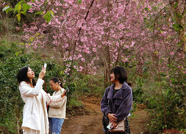 Розовый цвет тайской сакуры среди плато Лангбианг ảnh 8