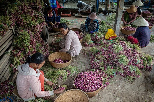 Крестьяне на острове Лишон собирают лук-шалот ảnh 6 Крестьяне на острове Лишон собирают лук-шалот ảnh 6