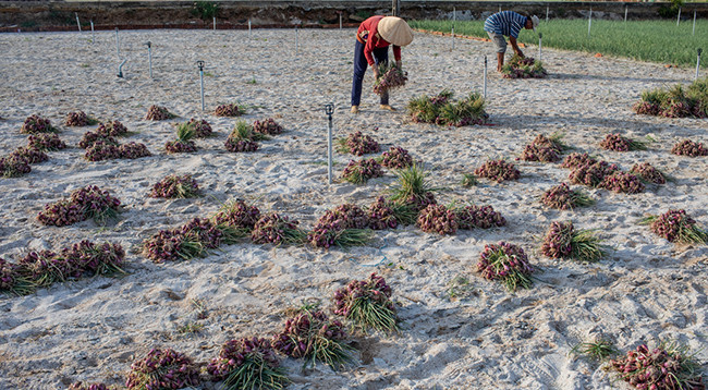 Крестьяне на острове Лишон собирают лук-шалот ảnh 3 Крестьяне на острове Лишон собирают лук-шалот ảnh 3