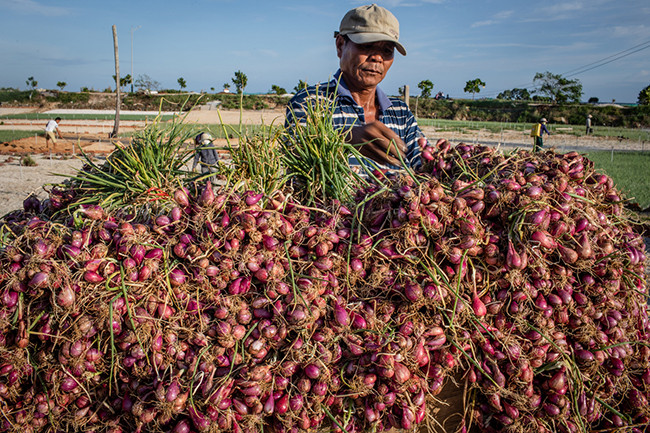 Крестьяне на острове Лишон собирают лук-шалот ảnh 4 Крестьяне на острове Лишон собирают лук-шалот ảnh 4