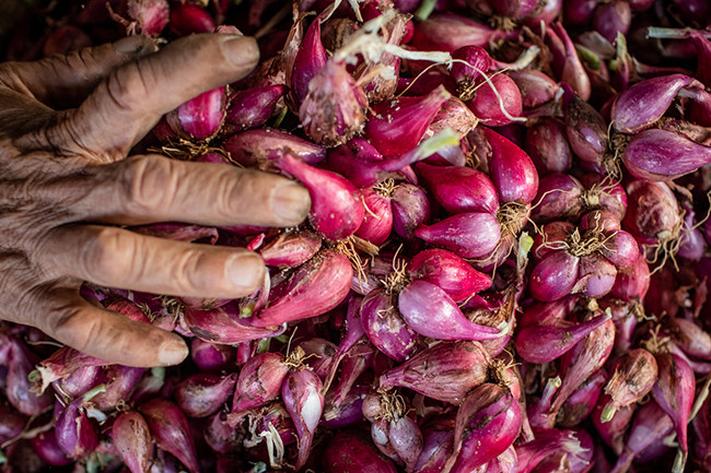 Крестьяне на острове Лишон собирают лук-шалот ảnh 10 Крестьяне на острове Лишон собирают лук-шалот ảnh 10