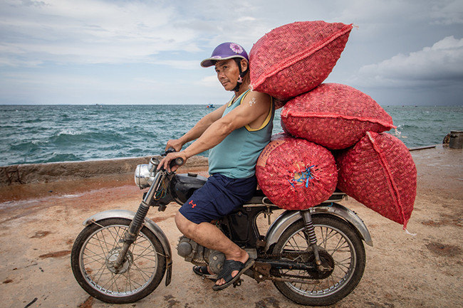 Крестьяне на острове Лишон собирают лук-шалот ảnh 8 Крестьяне на острове Лишон собирают лук-шалот ảnh 8