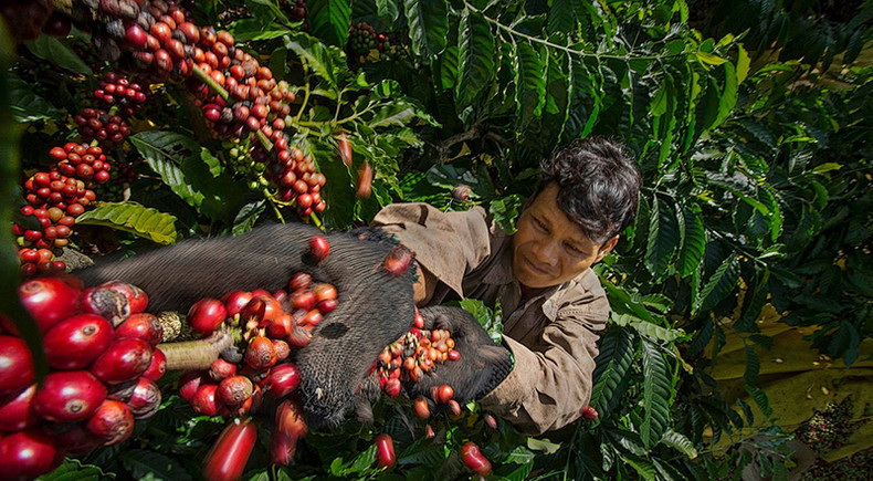 Сезон сбора кофе в Контум ảnh 4