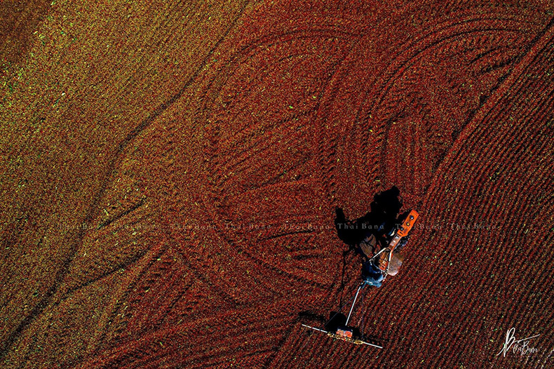 Сезон сбора кофе в Контум ảnh 10