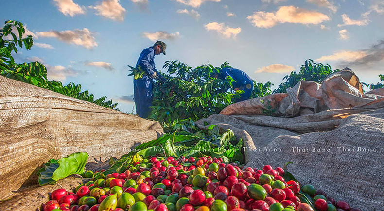 Сезон сбора кофе в Контум ảnh 5