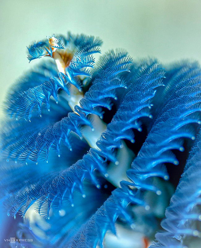 Открываем для себя морское дно в Хонмуне ảnh 5 Открываем для себя морское дно в Хонмуне ảnh 5