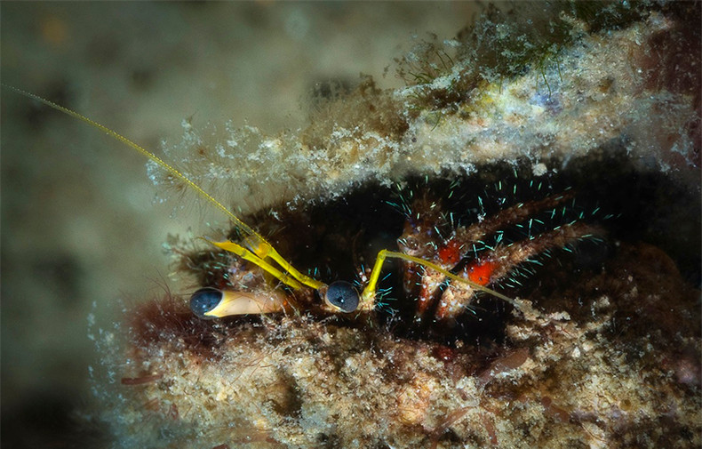 Открываем для себя морское дно в Хонмуне ảnh 3 Открываем для себя морское дно в Хонмуне ảnh 3