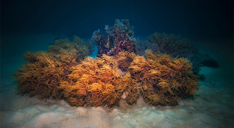 Открываем для себя морское дно в Хонмуне ảnh 2 Открываем для себя морское дно в Хонмуне ảnh 2