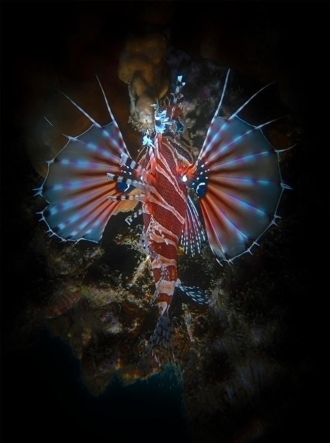 Открываем для себя морское дно в Хонмуне ảnh 4 Открываем для себя морское дно в Хонмуне ảnh 4