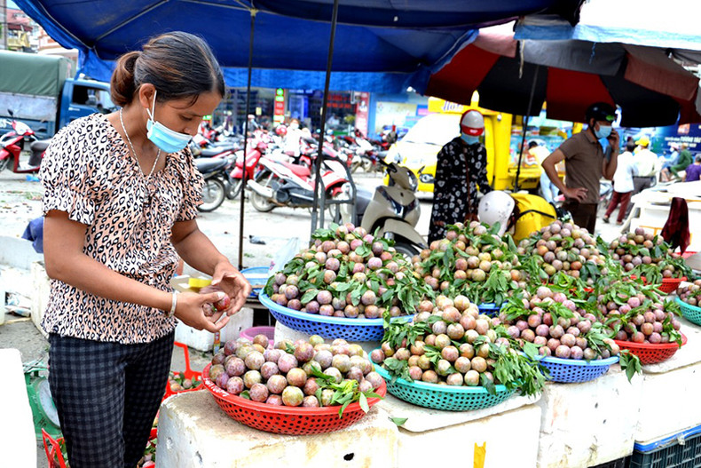 Сезон сбора сливы в Бакха ảnh 7 Сезон сбора сливы в Бакха ảnh 7