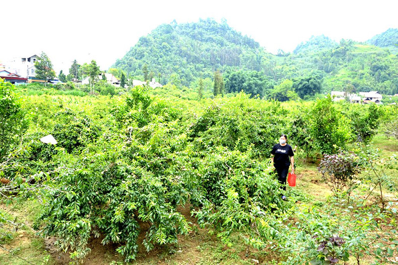 Сезон сбора сливы в Бакха ảnh 2 Сезон сбора сливы в Бакха ảnh 2