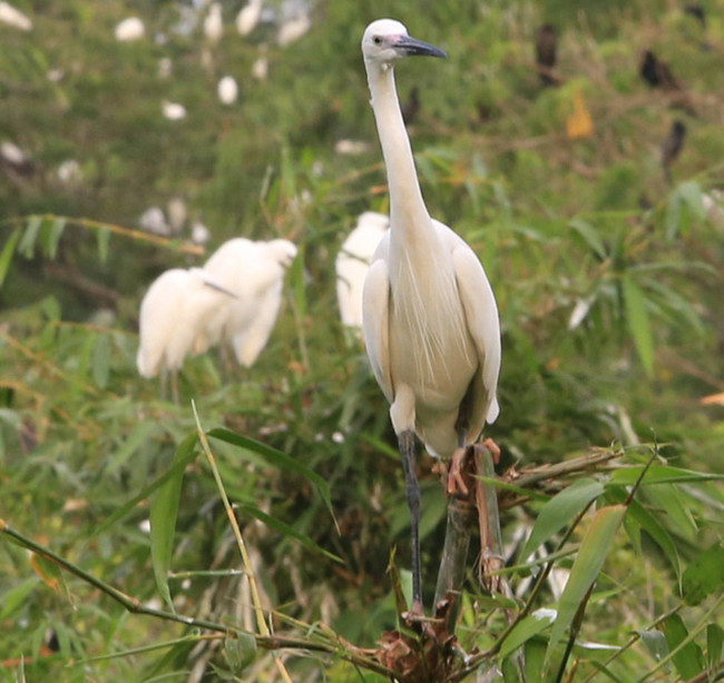 Аистовый сад Бангланг – крупнейший птичий заповедник в дельте Меконга ảnh 5 Аистовый сад Бангланг – крупнейший птичий заповедник в дельте Меконга ảnh 5