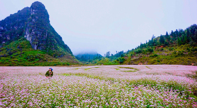 Цветы гречихи расцветают на каменном плоскогорье ảnh 1 Цветы гречихи расцветают на каменном плоскогорье ảnh 1