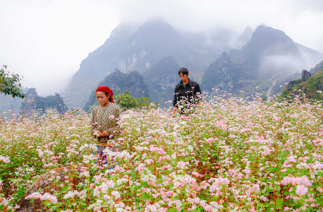 Цветы гречихи расцветают на каменном плоскогорье ảnh 8 Цветы гречихи расцветают на каменном плоскогорье ảnh 8