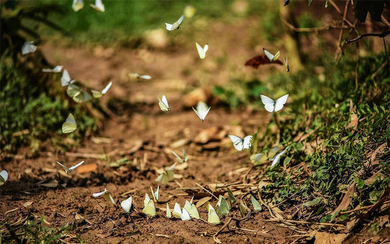 Степь Донглам в провинции Лангшон ảnh 7 Степь Донглам в провинции Лангшон ảnh 7