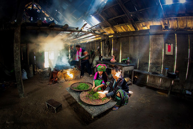 Человек, который делает чай, взятый из вековых чайных деревьев Шантует ảnh 3