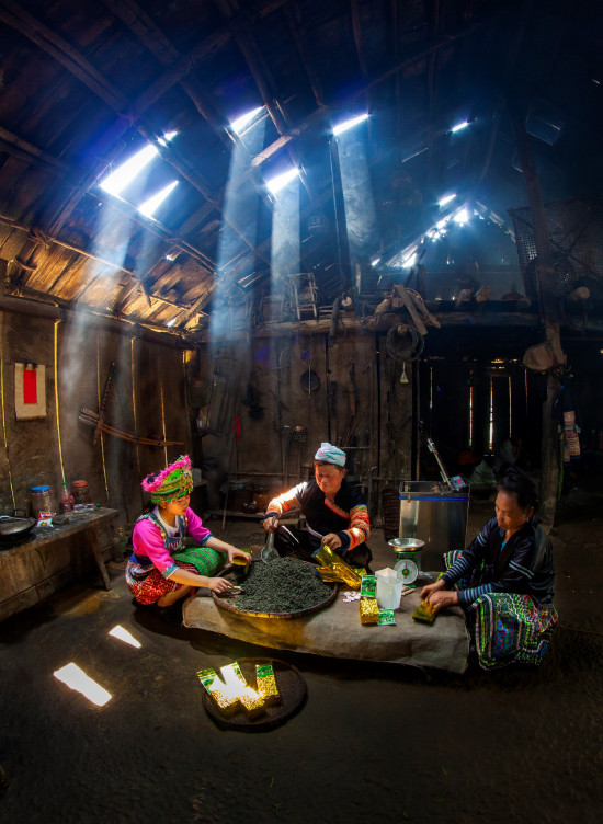 Человек, который делает чай, взятый из вековых чайных деревьев Шантует ảnh 5