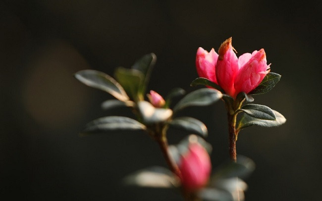 Полюбуйтесь красотой азалии на вершине горы Хоанглиеншон ảnh 4 Полюбуйтесь красотой азалии на вершине горы Хоанглиеншон ảnh 4