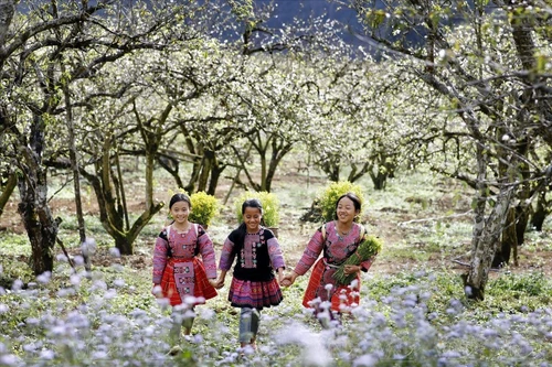 С приходом весны сливовые долины Мокчау покрываются сплошным белым цветом. (Фото: Иллюстрированный журнал Вьетнама)