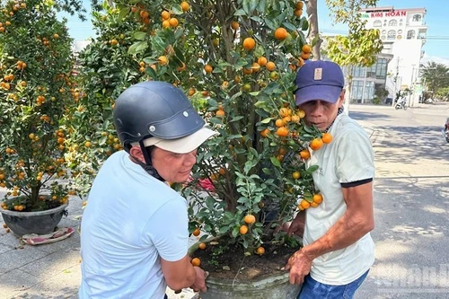 Жители оживлённо готовятся к Тэт, покупают кумкват и персиковые ветви на улицах Ханглыок и Хангма