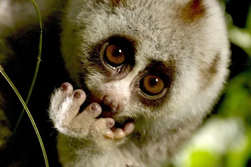 По данным RTBF, охраняемые и труднодоступные районы являются местом обитания одних из самых редких животных в мире. (Фото: RTBF)