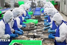 Линия первичной переработки креветок для экспорта в Хошимине. Фото: ВИА