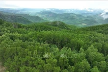 Площадь лесных насаждений крупной древесины в коммуне Ванкань, находящихся под управлением лесной охраны Ванкань. Фото: ВИА