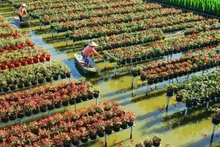 По предложению местных органов власти проект ST4SD будет поддерживать работу по развитию устойчивых туристических продуктов и направлений в районах Тамнонг и Шадек провинции Донгтхап. Фото: Департамент культуры, спорта и туризма провинции Донгтхап