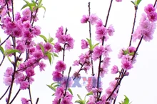 Генеральный секретарь То Лам принял участие в церемонии открытия «Фестиваля по посадке деревьев - Вечная благодарность дядюшке Хо» в Ханое