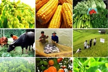 Конфликт на Ближнем Востоке проверяет устойчивость сельскохозяйственного сектора Вьетнама