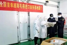 Таможенная служба города Сямынь проводит проверку первой партии необработанных ласточкиных гнезд, импортированных из Вьетнама. Фото: Chinanews.com.cn