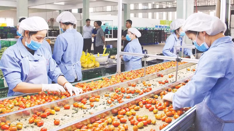 Высокотехнологичное производство овощей и фруктов на ферме PT Farm в общине Дыкчонг.