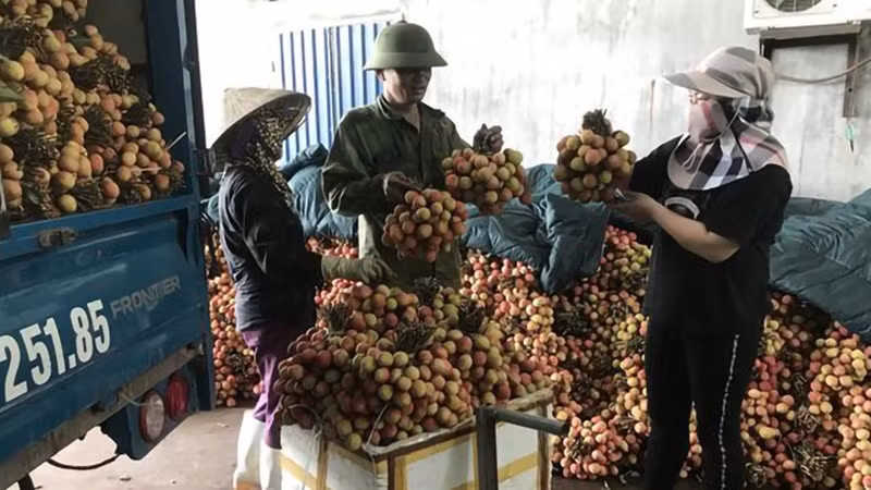 Жители уезда Тханьха (провинция Хайзыонг) продают личи предприятиям, занимающимся экспортом. Фото: ВИА
