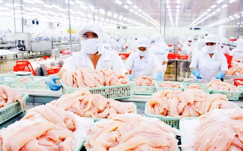 Переработка пангасиуса в АО транснациональных инвестиций и развития (IDI) при корпорации «Шаомай». Фото: Ле Хоанг Ву