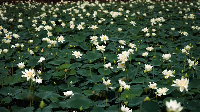 Одним из самых известных и крупнейших лотосовых прудов в провинции Тхайбинь является пруд кооператива лотосов Вандай, расположенный в деревне Вандай общины Тьихоа уезда Хынгха.