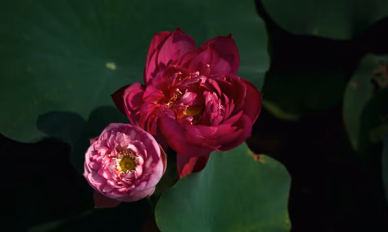 В пруду Вандай выращиваются примерно 32 разных вида лотоса. В частности, здесь встречаются редкие виды лотоса, такие как тысячелепестковый лотос и тысячелепестковый лотос Тиньде. Кроме этого, в пруду насчитывается около 20 видов кувшинок.