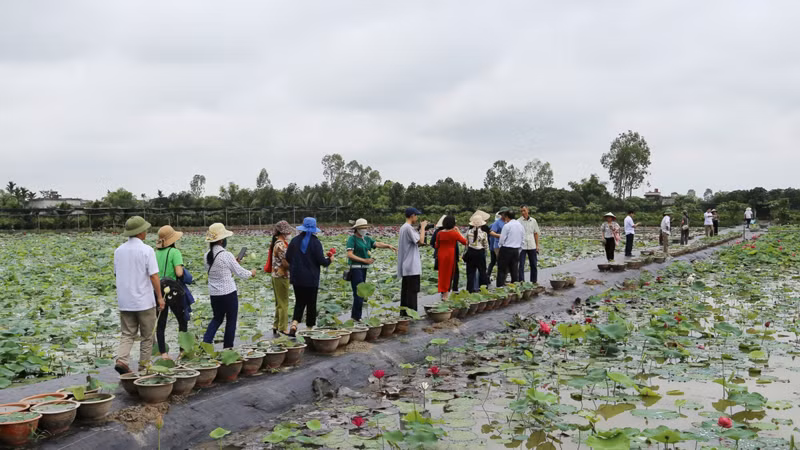 С начала июня до конца июля – это время, когда количество туристов, приезжающих к этому лотосовому пруду, чтобы сфотографироваться, является самым большим, особенно в выходные.