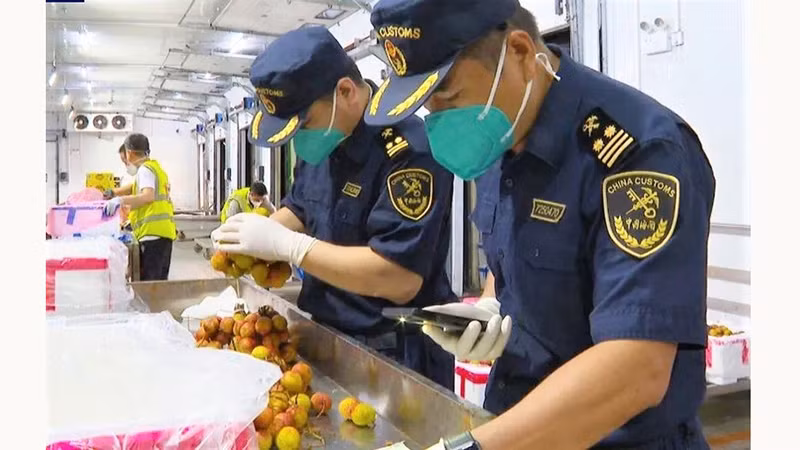 Таможня Китая проверяет партии вьетнамских личи. Фото: CCTV