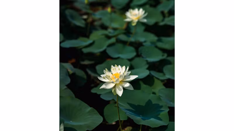 У белого лотоса Бинган белые лепестки и желтый пестик. Лотос ароматный, даже когда только появляются бутоны. Этот цветок распускается только один раз, затем лепестки опускаются, падают и постепенно увядают.