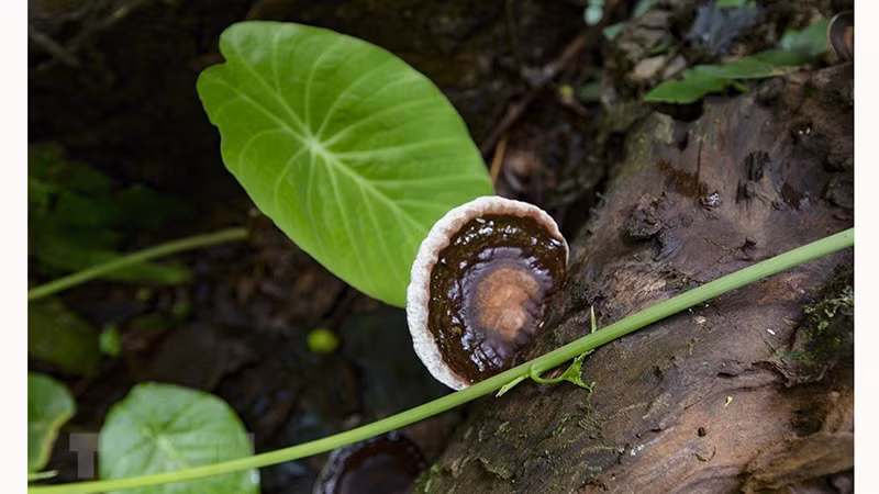 Растительность у входа в пещеру Шынг.