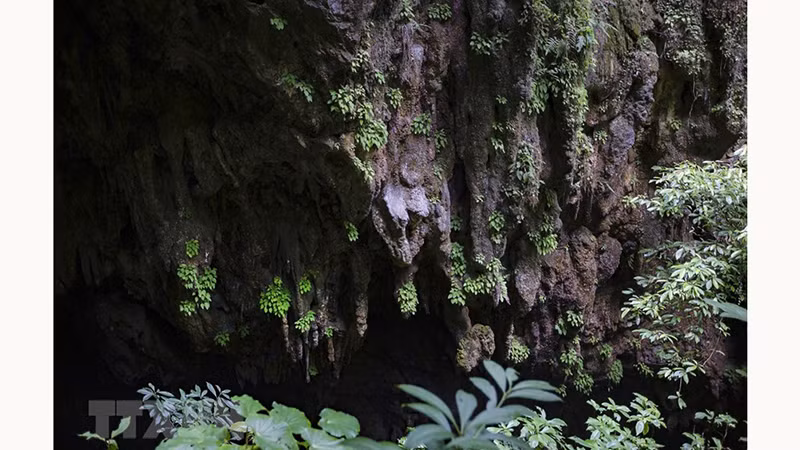 Нетронутая красота сталактитов в непосредственной близости от входа в пещеру Шынг.