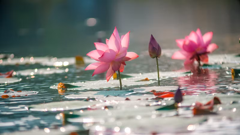 Говоря о прекрасных лотосовых прудах во Вьетнаме, многие люди думают о лотосовых прудах в Донгтхапмыое, Ниньбине или о царственных видах лотоса в пруде Тиньтам (город Хюэ). Тем не менее, провинция Тхайбинь также имеет обширные лотосовые пруды со многими видами лотоса, такие как лотосовый пруд Вандай в уезде Хынгха, лотосовый пруд Анву в уезде Кюиньфу, лотосовый пруд Вутэй в уезде Киенсыонг.