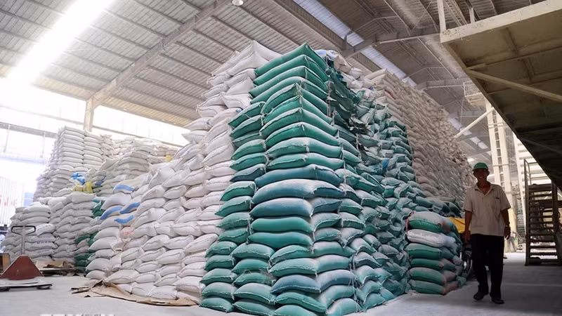 За первые 6 месяцев 2024 года Вьетнам по-прежнему сохраняет позицию крупнейшего экспортера риса в Сингапур. Фото: ВИА