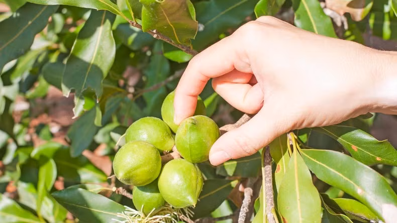Свежие орехи макадамии. Свежие орехи макадамии.