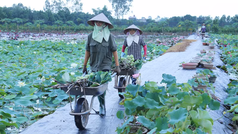Замдиректора кооператива лотосов Вандай Нгуен Тхи Тьиен заявила, что в кооперативе Вандай на каждом участке земли выращивается вид лотоса с разными целями сбора урожая. Бывают сорта лотоса, которые используются для изготовления чая с ароматом лотоса. Выращивают и сорта лотоса, семена которых используются для приготовления лотосового молока, засахаренных сушеных семян лотоса, пищевого порошка. Есть и сорт лотоса, который предназначен для сбора лотосовых корней.