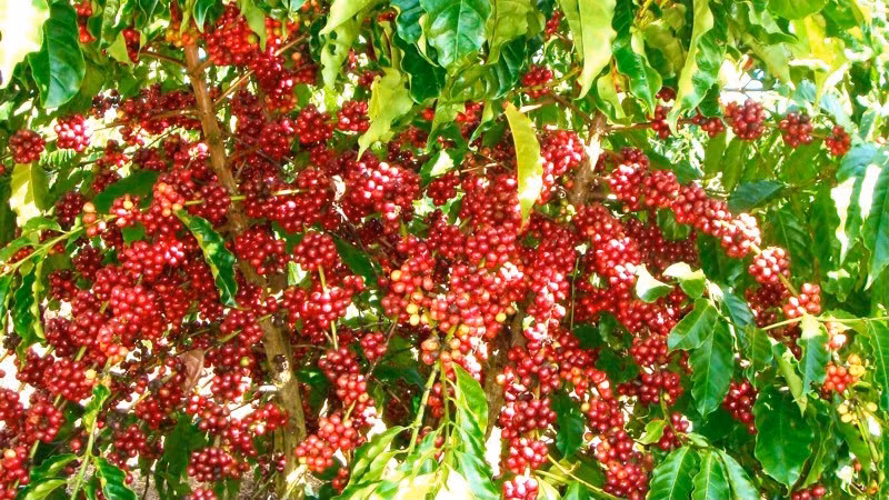 Кофе является одним из основных экспортных сельскохозяйственных продуктов Вьетнама. Фото: IDH